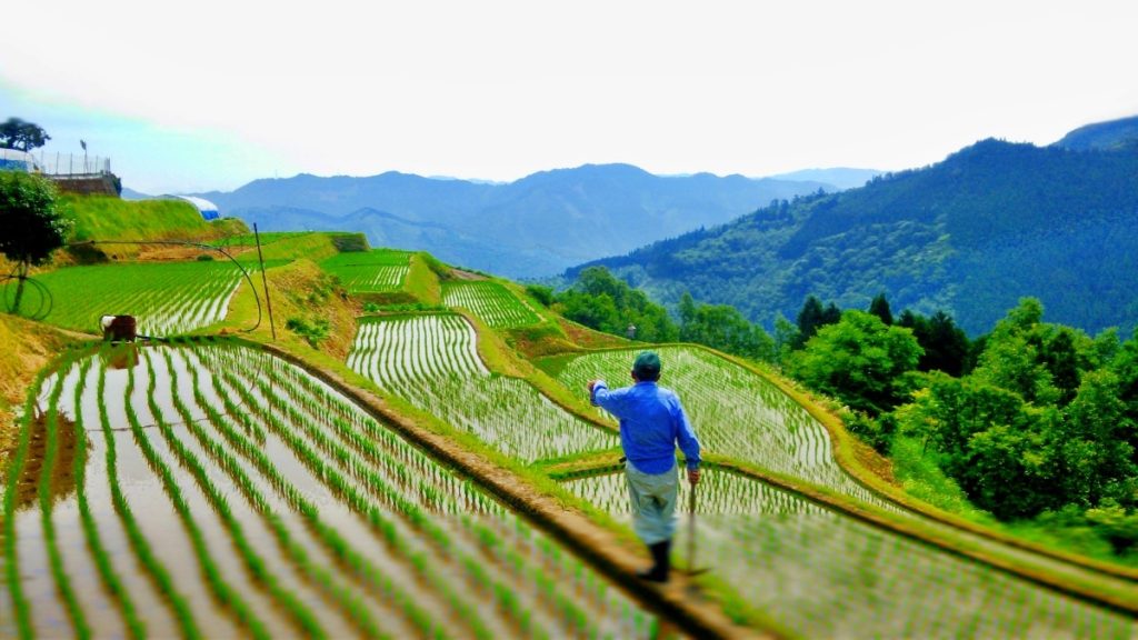 諸塚村の棚田風景